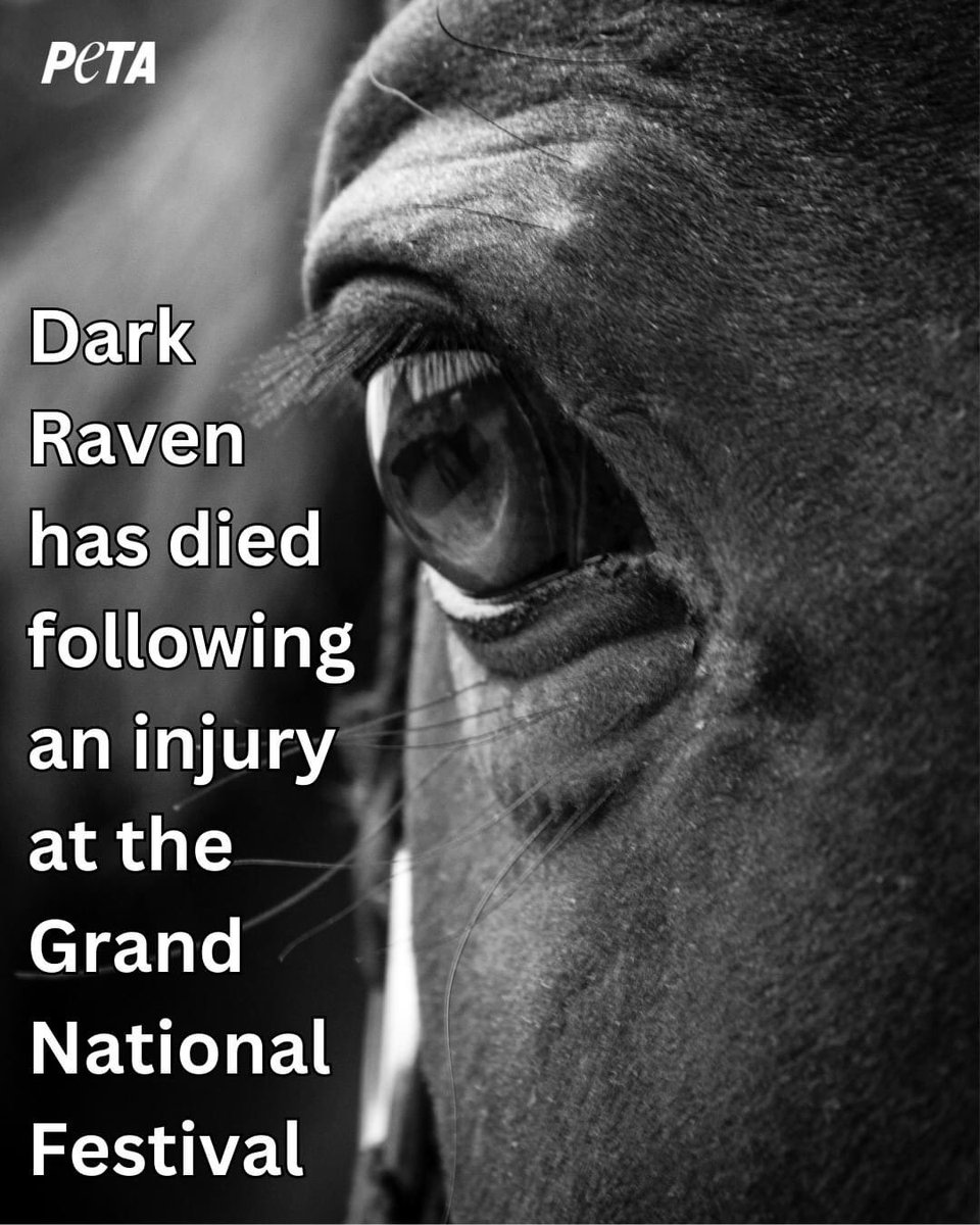 2nd horse to die at this festival of exploitation & cruelty #GrandNational2023