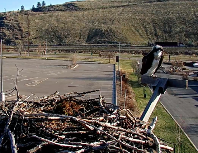 karenlamar's tweet photo. @HellgateOsprey I was just getting ready to share this pic from 7:43PDT She looks good! https://t.co/BS37yZc1hV