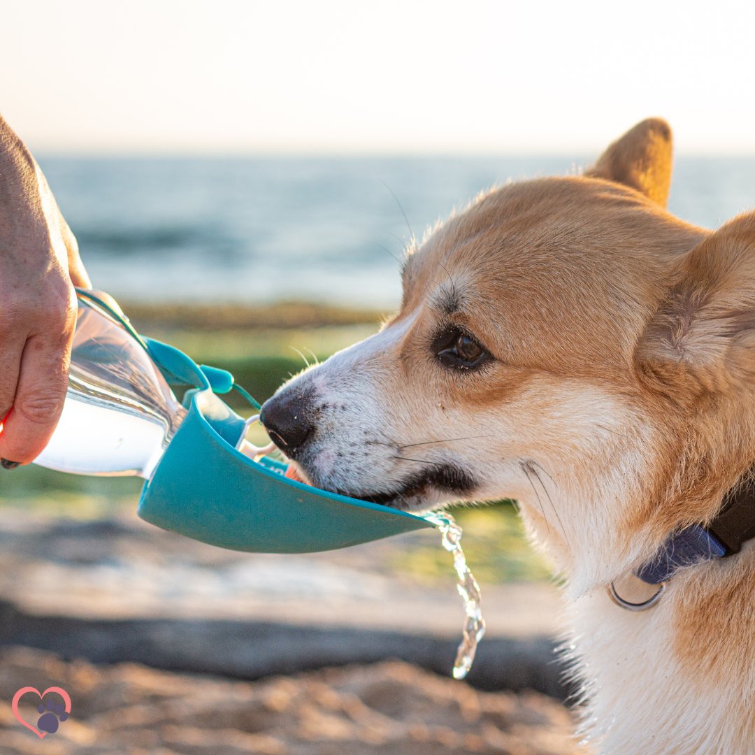 Our portable dog water bottle is a must-have accessory for your summer adventures. 🐶💧 Order yours today on Primi Pets. Link in bio! 
#PrimiPets #dogsofcanada #summerwithdogs #dogdays #doglovers #dogwaterbottle #portablewaterbottle #hydrationforpets