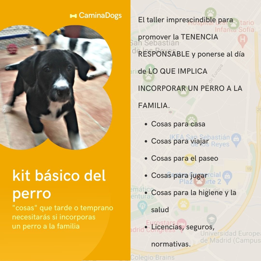 CaminaDogs tweet media