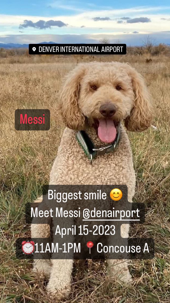 APTherapyDogs's tweet photo. Biggest smile 😊
Meet Messi @DENAirport
April 15-2023
⏰11AM-1PM 📍Concouse A
#airporttherapydogs #denverdogmom #denverdog #denverdoodles #dencats
Photo messi_the_coloradan_doodle https://t.co/KDMkKsMvDb