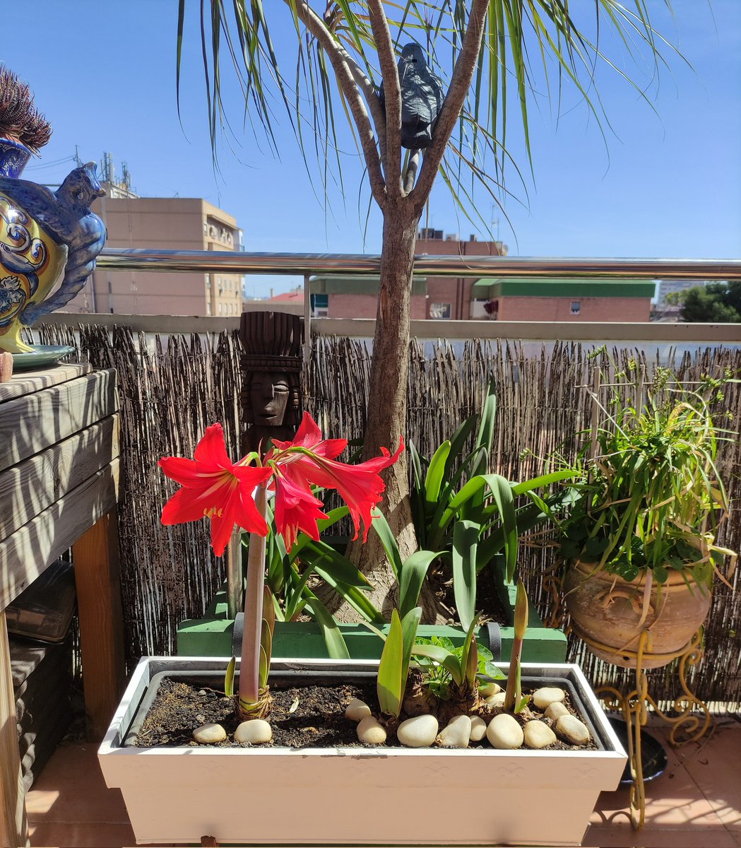 FibroEnfurecida's tweet photo. "Y sonaron las trompetas"
♥️Mi terraza a pesar de ti.
#fibromialgia https://t.co/hVp0ObGQBL
