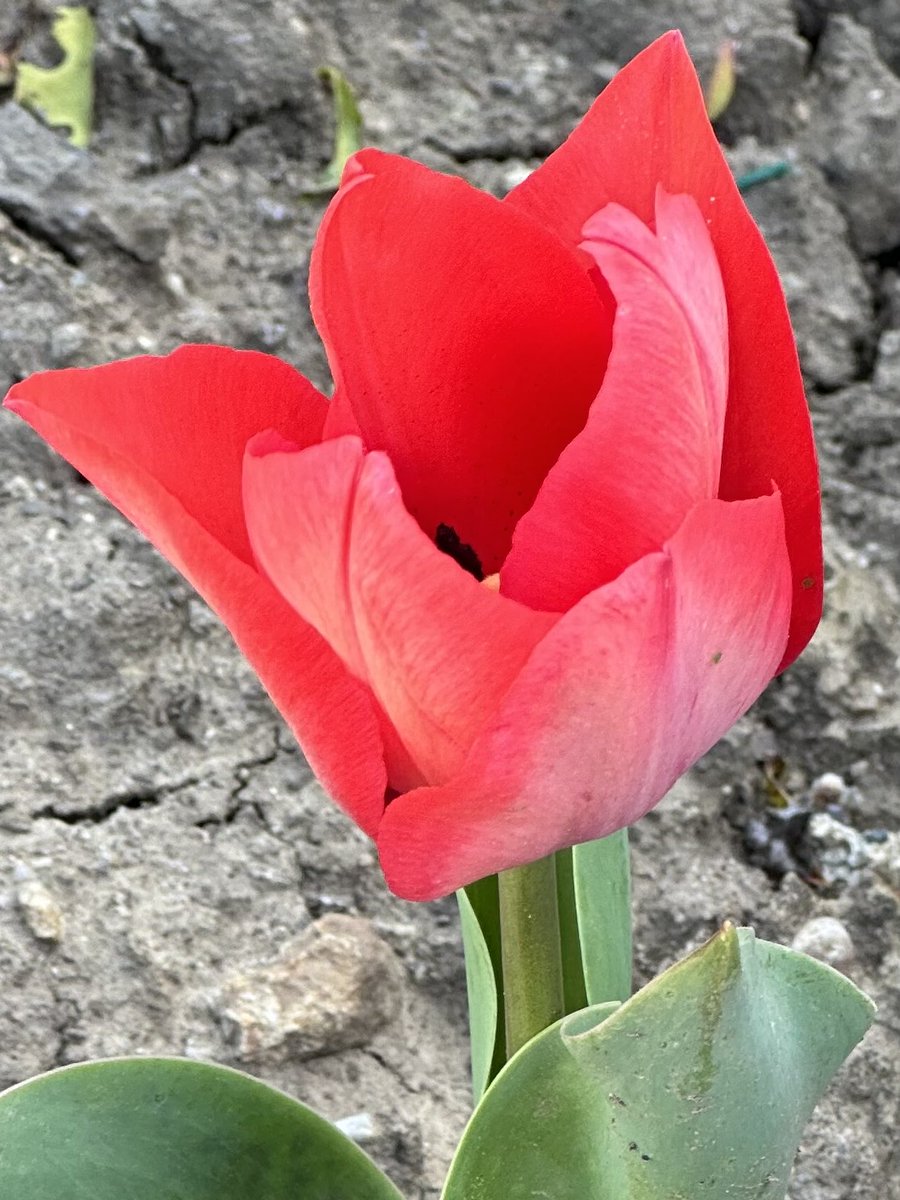 @IsobelAshford1 Beautiful tulips, my 1st one bloomed last weekend