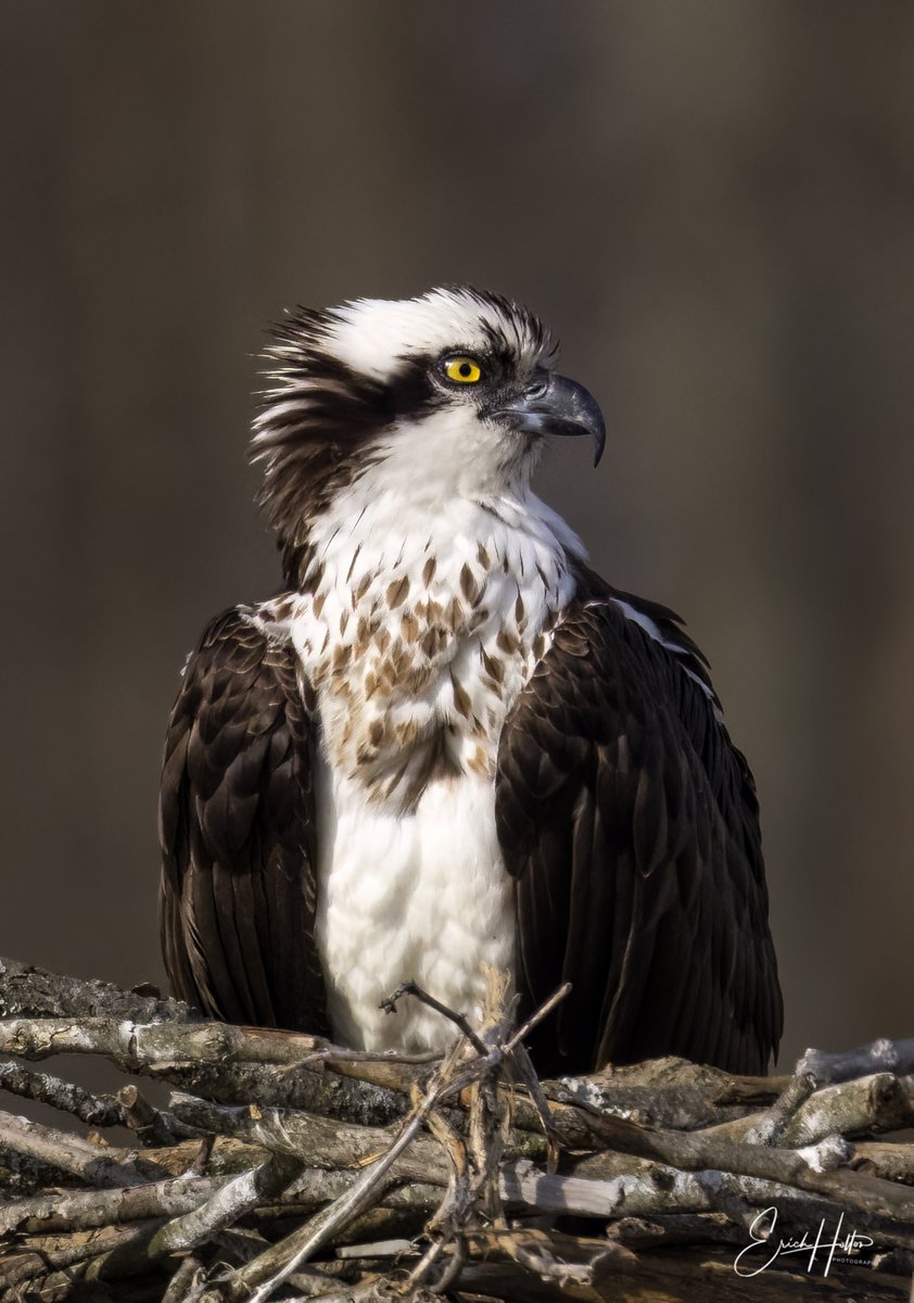 Future Momma Osprey 
#raw_birds⁣
#birdsonearth⁣
#best_birds_planet⁣
#nuts_about_wildlife⁣
#all_animals_addiction⁣
#explore_wildlife⁣
#discoverwildlife⁣
#bb_of_ig⁣
#shots_of_animals⁣
#wildlife__perfection⁣
#earth_capture⁣
#1natureshot⁣
#best_birds_of_ig #elite_raptors