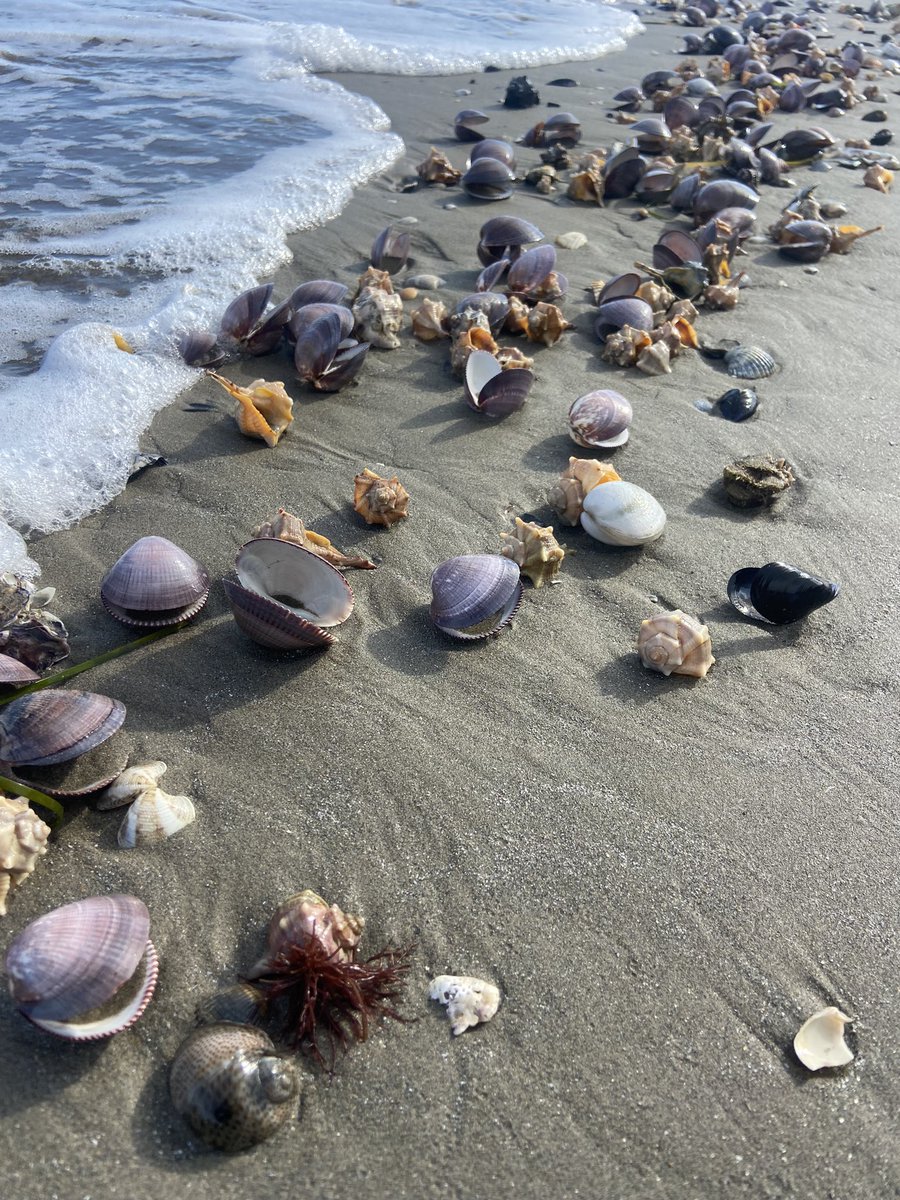 The curse of being a #marineecologist - even a #weekend walk on the beach leads to questions and project #ideas …