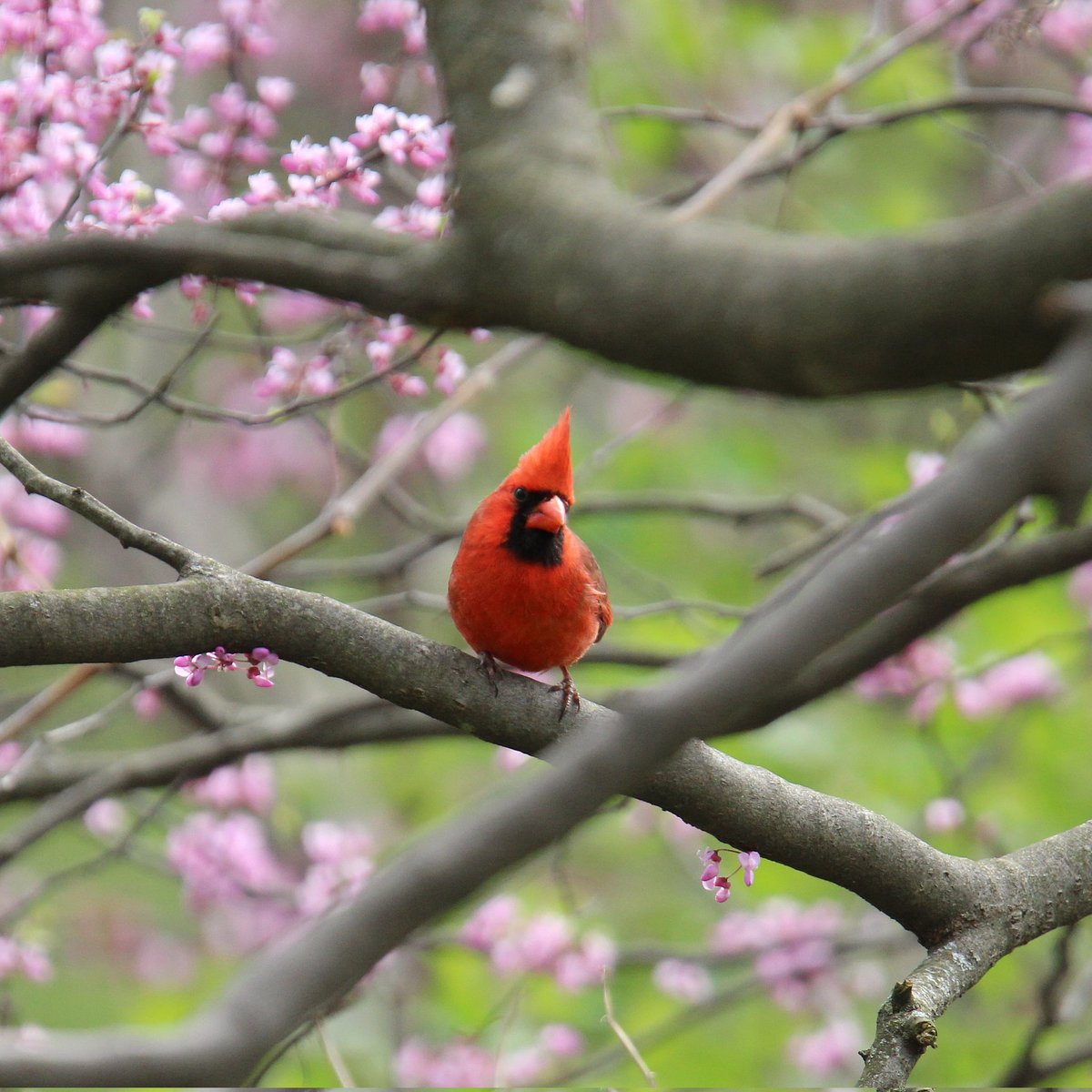 Everyone is enjoying the signs of spring!
#malecardinals #malecardinal #cardinals #cardinal #birding #ohiobirding #ohiobirdworld #ohiobirdingphotography #ohiobirdlovers #birdlovers #dailybirdpix #dailybirdpic