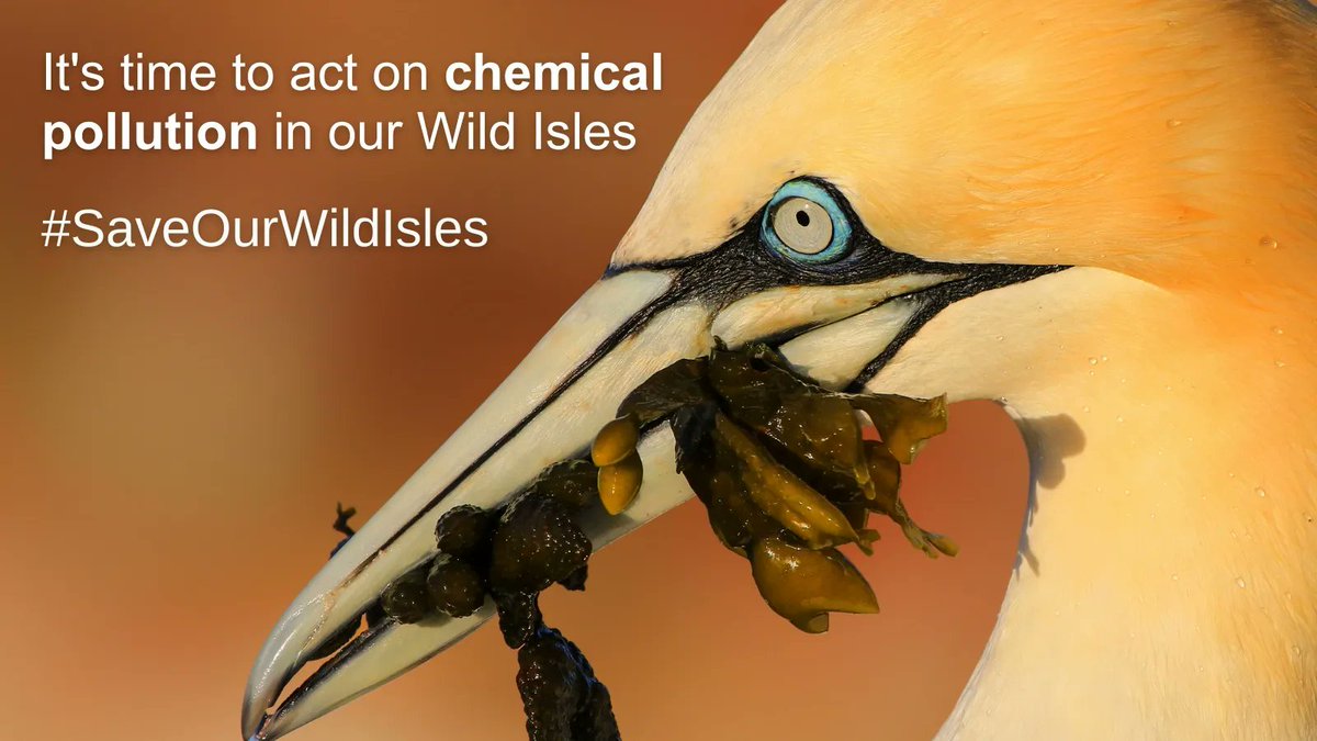 CHEMTrust's tweet photo. Harmful #chemicals have been detected in the eggshells of UK gannets.
Join our call for #UKGov to protect our #WildIsles and act on chemical pollution.
Learn more in our #12KeyAsks ➡️ https://t.co/Fwvx699SBb
#SaveOurWildIsles https://t.co/zmTa1vTiUI