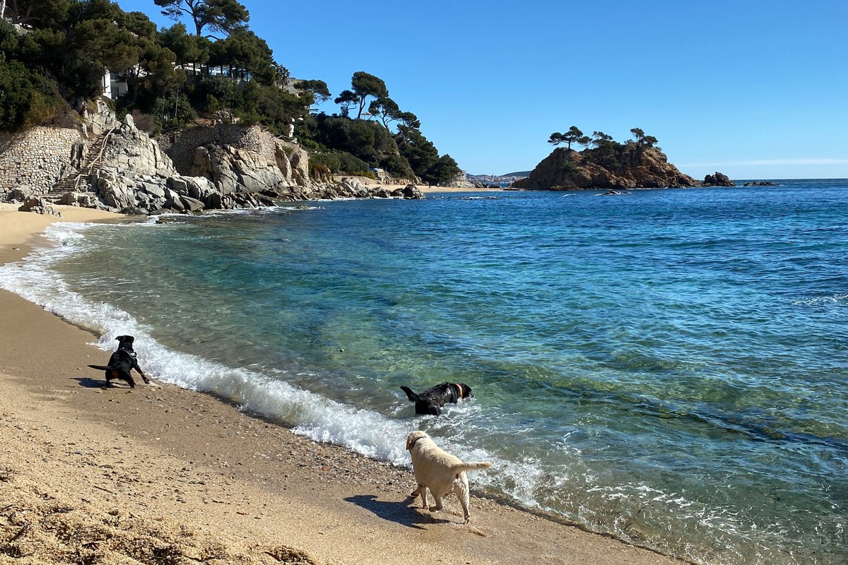 3CatInfo's tweet photo. Tensió per l'accés de gossos a la cala Belladona de Calonge i Sant Antoni https://t.co/sOVFKgJa05 https://t.co/A5ciIZZue7