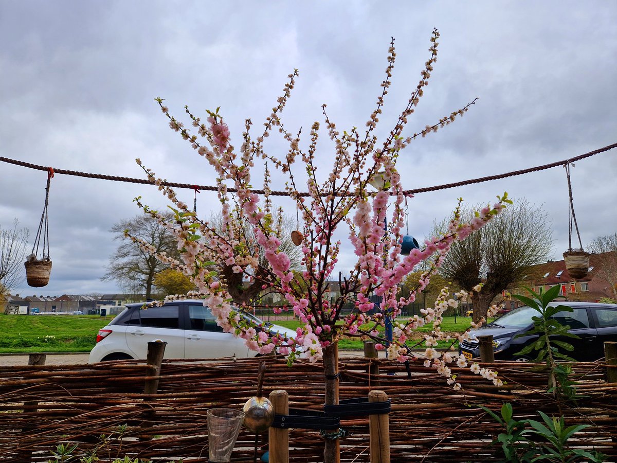 ArjaKastelein's tweet photo. #prunus geeft wat #kleur aan deze #grijze zaterdag.. #waddenkool begint ook weer te groeien en boven het #strand van #Harlingen hangen #mooieluchten #wolkenlucht https://t.co/QDryQx7San