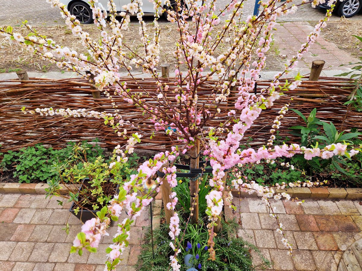 ArjaKastelein's tweet photo. #prunus geeft wat #kleur aan deze #grijze zaterdag.. #waddenkool begint ook weer te groeien en boven het #strand van #Harlingen hangen #mooieluchten #wolkenlucht https://t.co/QDryQx7San