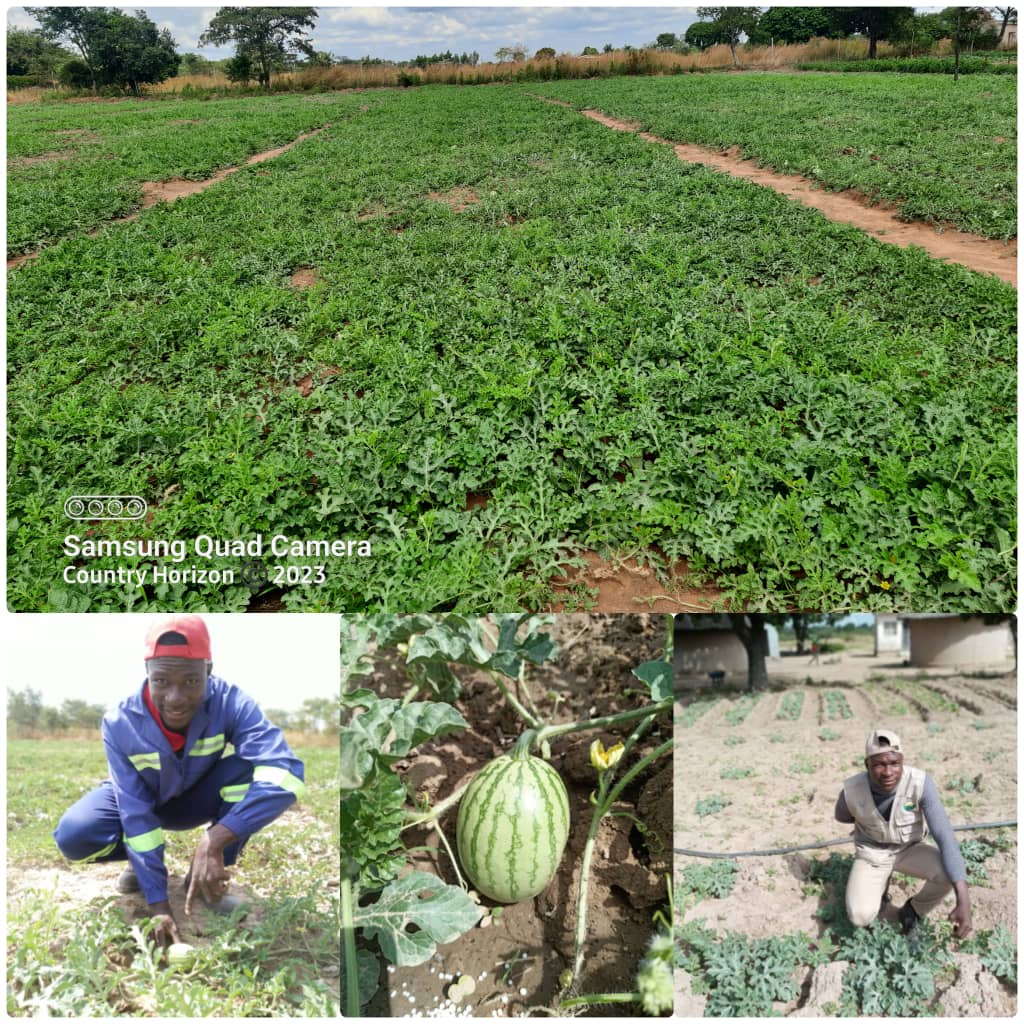 This is 11000 plants Kito F1 Watermelon variety from <a href="/SeedCoVegZim/">Seed Co Vegetables Zim</a>  in Mhondoro, where our team is offering project management aspect. Turning rural area into agribusiness
<a href="/Fredmunene_/">Farm With Fred</a> <a href="/SeedCoZimbabwe/">Seed Co Zimbabwe</a> <a href="/TheSeedlingHub/">The Seedling Hub</a> 
<a href="/Fran_Mapindani/">Francis B. Mapindani</a> 
<a href="/CelinaHatidani/">Mudhumeni Wabantu:</a> 
<a href="/basera_john/">John Basera</a> 
<a href="/kaytaykate/">Karen Katerere</a>