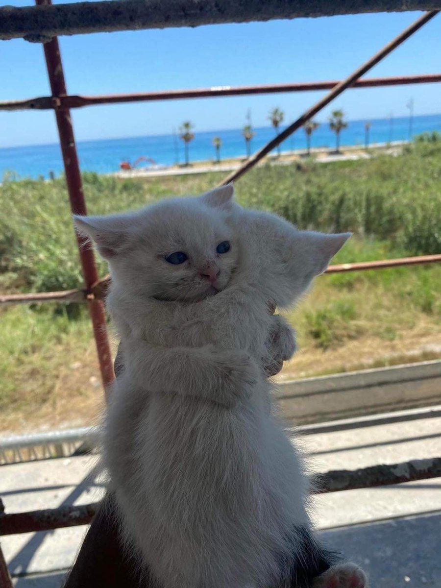 ksmflm's tweet photo. saw this pic of cats and immediately thought of haojui 💔 https://t.co/R0cISX6r2o
