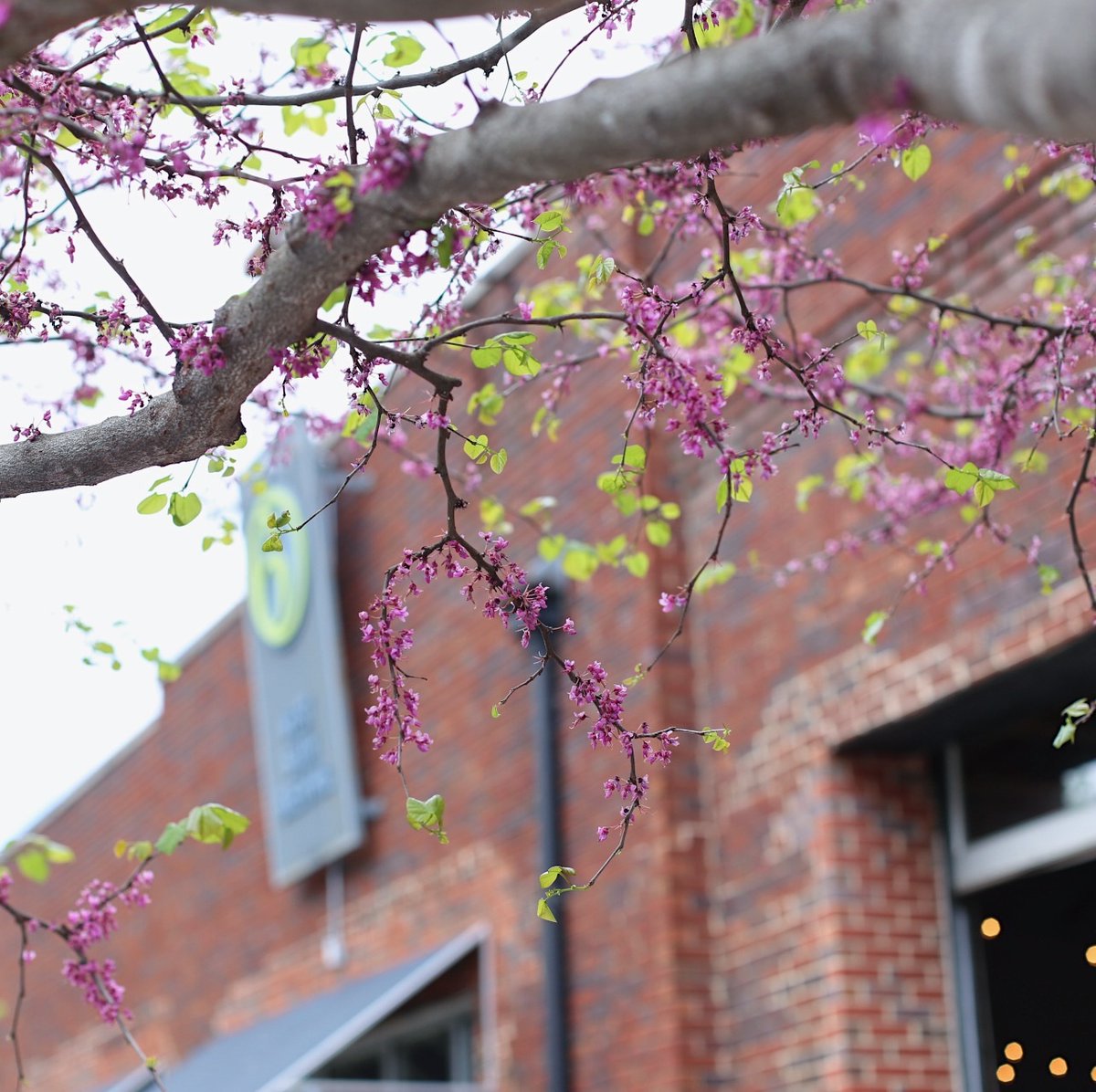 WestSixth's tweet photo. West Sixth is in bloom πΊ Come see us for a pint or some beers to-go on this #KentuckySpring day https://t.co/SkrXvRyMbh