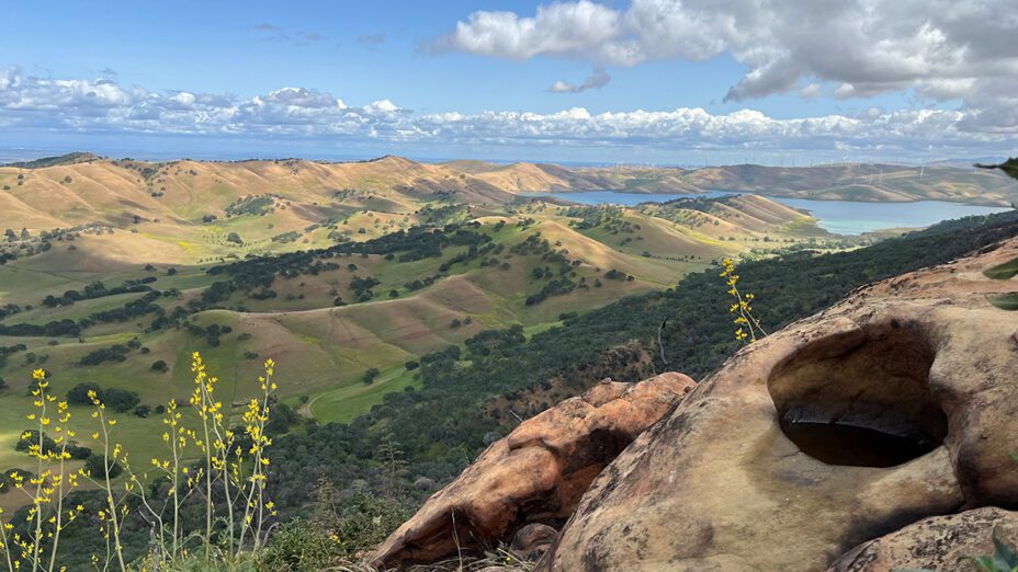 SaveMountDiablo's tweet photo. Today's the day! We're kicking off our two-week BioBlitz! ๐ต๏ธ
Want to join our BioBlitz? All you need are something to take pictures with and the iNaturalist app on your phone.
https://t.co/EW7ommuQRW
๐ธ: Sean Burke
#DiabloRange #CaliforniaNativePlants https://t.co/FuYcwEEZcT