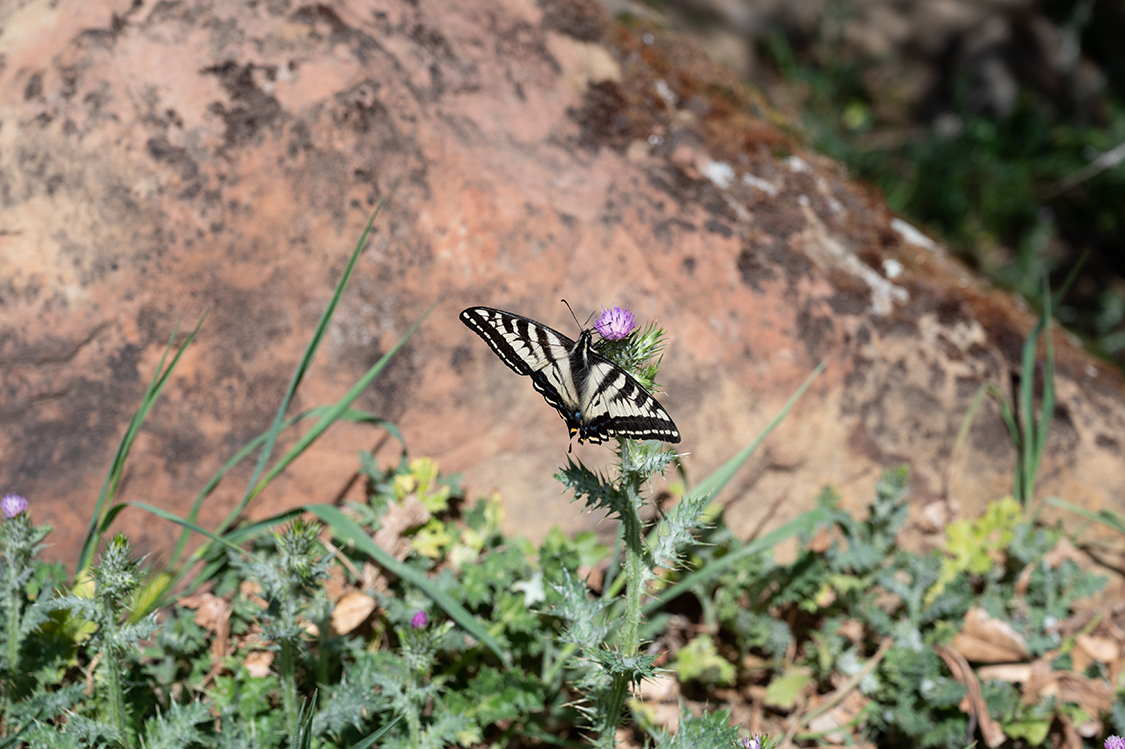 SaveMountDiablo's tweet photo. Today's the day! We're kicking off our two-week BioBlitz! ๐ต๏ธ
Want to join our BioBlitz? All you need are something to take pictures with and the iNaturalist app on your phone.
https://t.co/EW7ommuQRW
๐ธ: Sean Burke
#DiabloRange #CaliforniaNativePlants https://t.co/FuYcwEEZcT