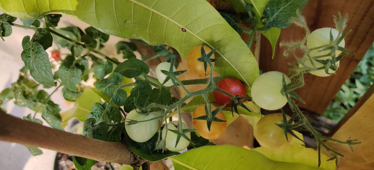 JpDelights's tweet photo. 🌦️ All this rain is good for fruits Keep an eye out for scrumptious spring preserves coming your way
JP's Delights
Inspiring #Adventure - That's My #Jam!
https://t.co/QnWfCwYfpB
#Jams #Marmalades #Chutneys #Mostardas #Compotes #Conserves #Preserves #Jellies #Confits #Butters https://t.co/Yyypu2M9fs