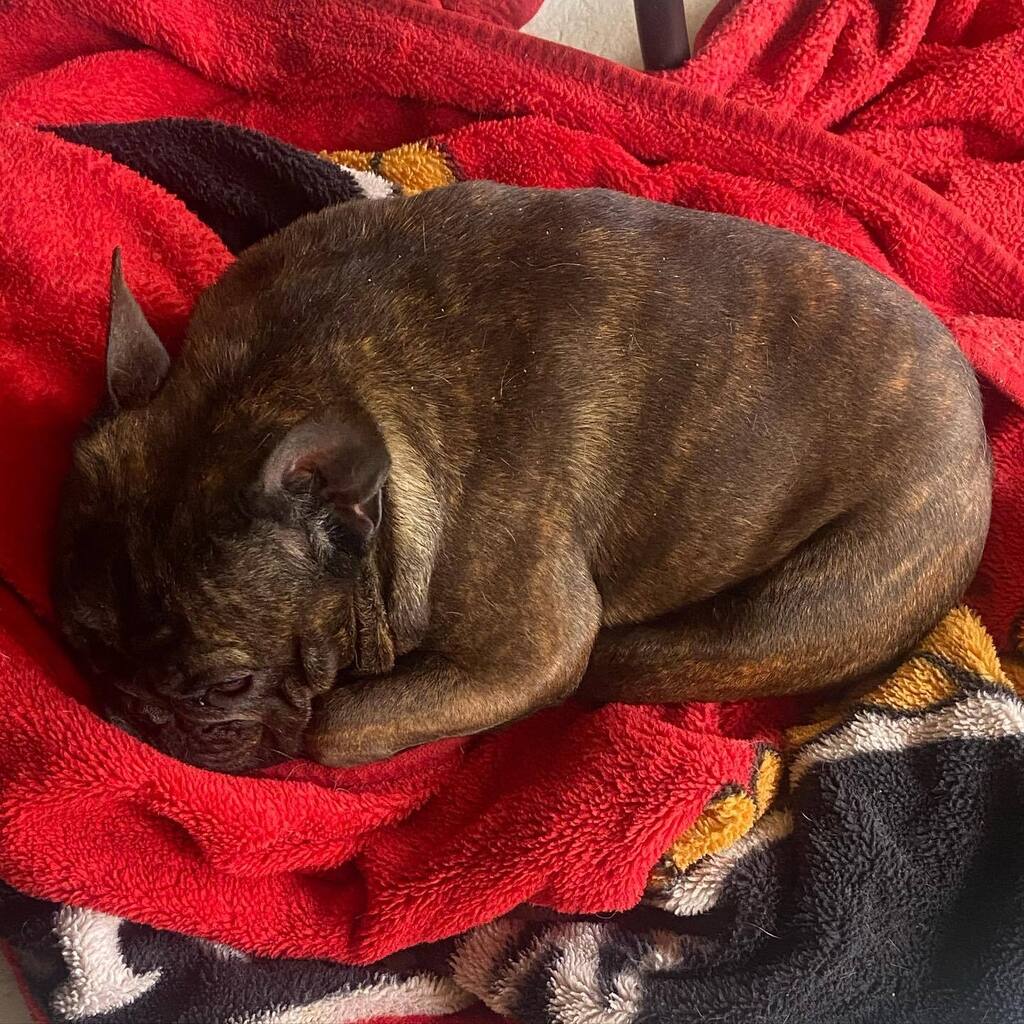 DiabLoco_'s tweet photo. Gremlin appreciation post - Greta has been doing amazing, I haven’t been good at keeping track or sharing, but this girl is amazing as ever. The best in public, tasks amazing, and is focused. Once I grab a new vest we will be doing more and more now. 

I… https://t.co/cnvEfdGMTR https://t.co/1l7JbGo9Xm