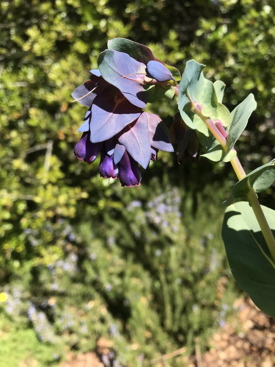 JillCloutier's tweet photo. Is anyone else a fan of Cerinthe? I’ve fallen under this plant’s spell &amp; am so enchanted. A member of the Borage family, Cerinthe has stunning bracts &amp; beautiful bell shaped flowers. Plus, it’s easy to grow! 💜 https://t.co/3zKI9V4Nb7