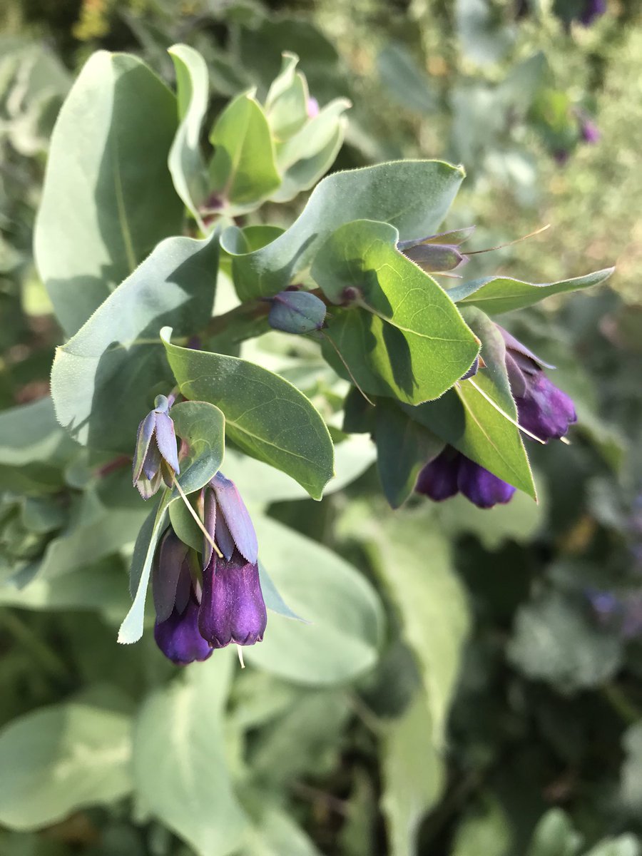 JillCloutier's tweet photo. Is anyone else a fan of Cerinthe? I’ve fallen under this plant’s spell &amp; am so enchanted. A member of the Borage family, Cerinthe has stunning bracts &amp; beautiful bell shaped flowers. Plus, it’s easy to grow! 💜 https://t.co/3zKI9V4Nb7