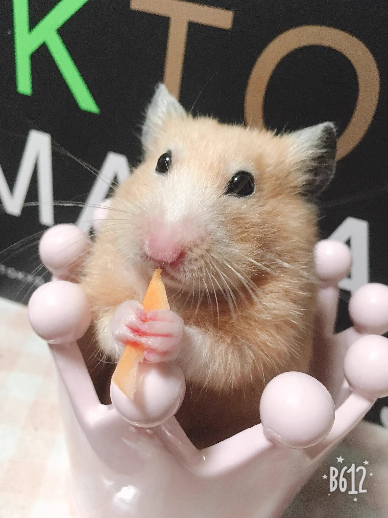 @yuhachi_hamster 個体にもよると思いますが、昔いたキンクマさんはおっとりしてて一切噛まないし本当に可愛かった。。 