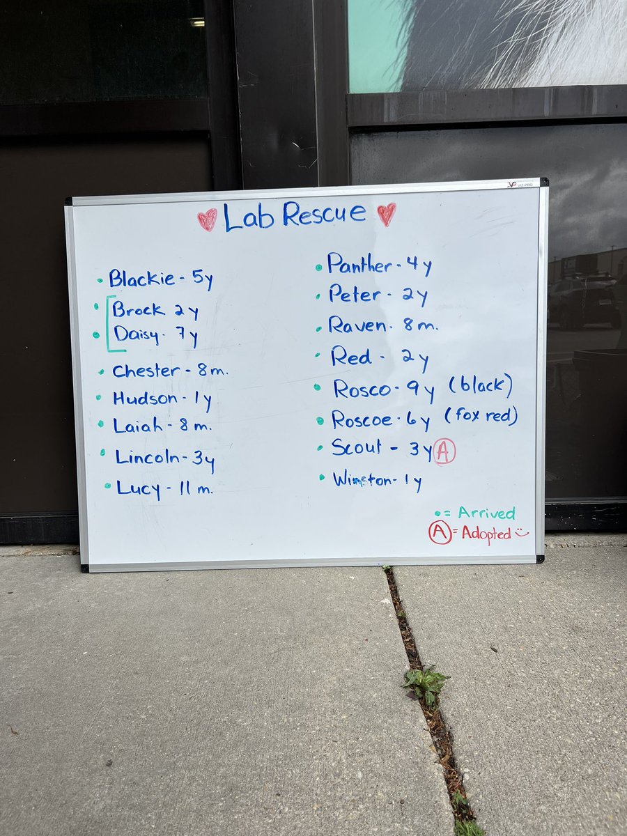 LabRescueLRCP's tweet image. Current Board! Happy Gotcha Day to Scout! Come meet all his friends til 12:30! @PetSmart on Housely Road in #annapolis 
#labrescueLRCP
#availableforadoption 
#aald