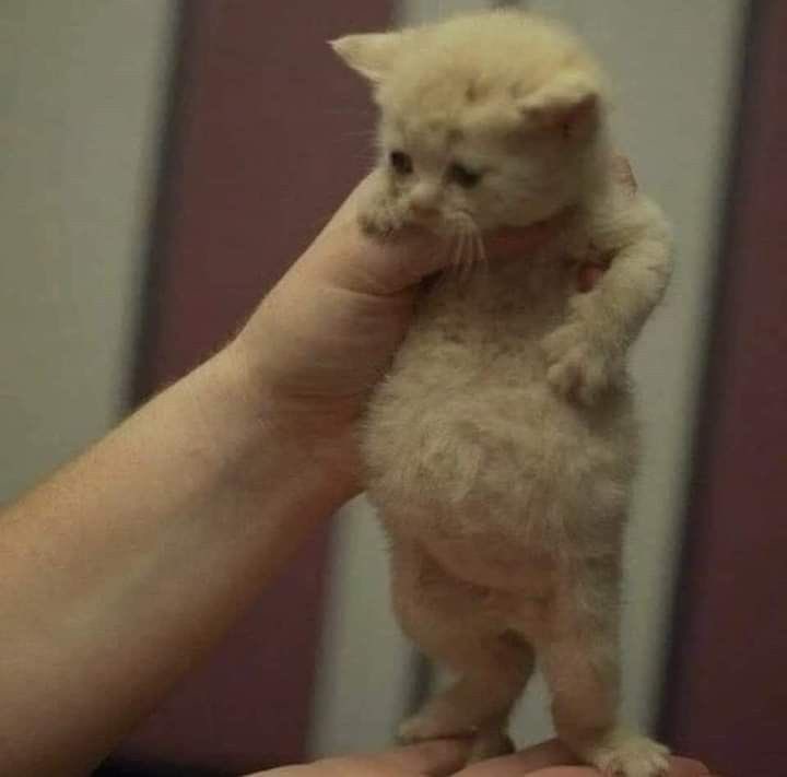 . (@lourryaskittens) on Twitter photo 