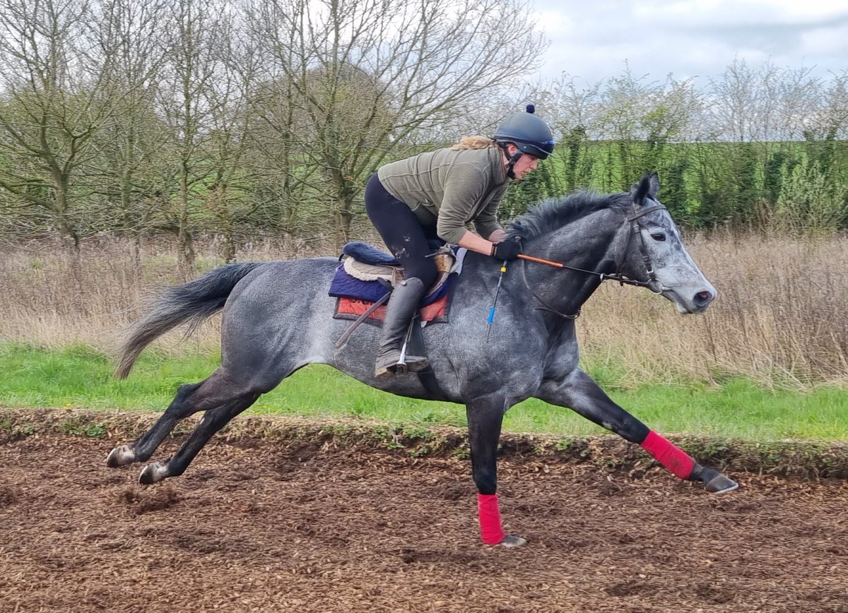 DerbysRacing's tweet photo. Fantastic morning on the gallops today for Derbyshire Racing owners. All 4 of ours were working and all looked in great nick, a credit to the John Mackie team π #vivency #custardthedragon #availableangel #bombsquad https://t.co/nikMTlSMu9