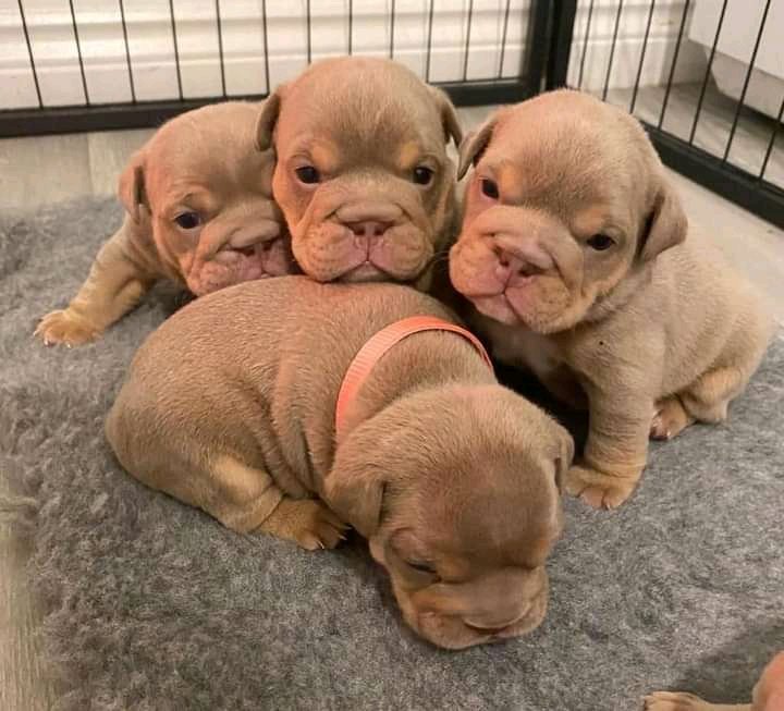 FREE PUPPIES🐶 they are Full blooded English bulldog !! We can’t keep 7puppies sadly.. so they are in need of good homes!! 💓.  
✅Only rehoming fee please dm✅
Registered✅
Dewormed ✅