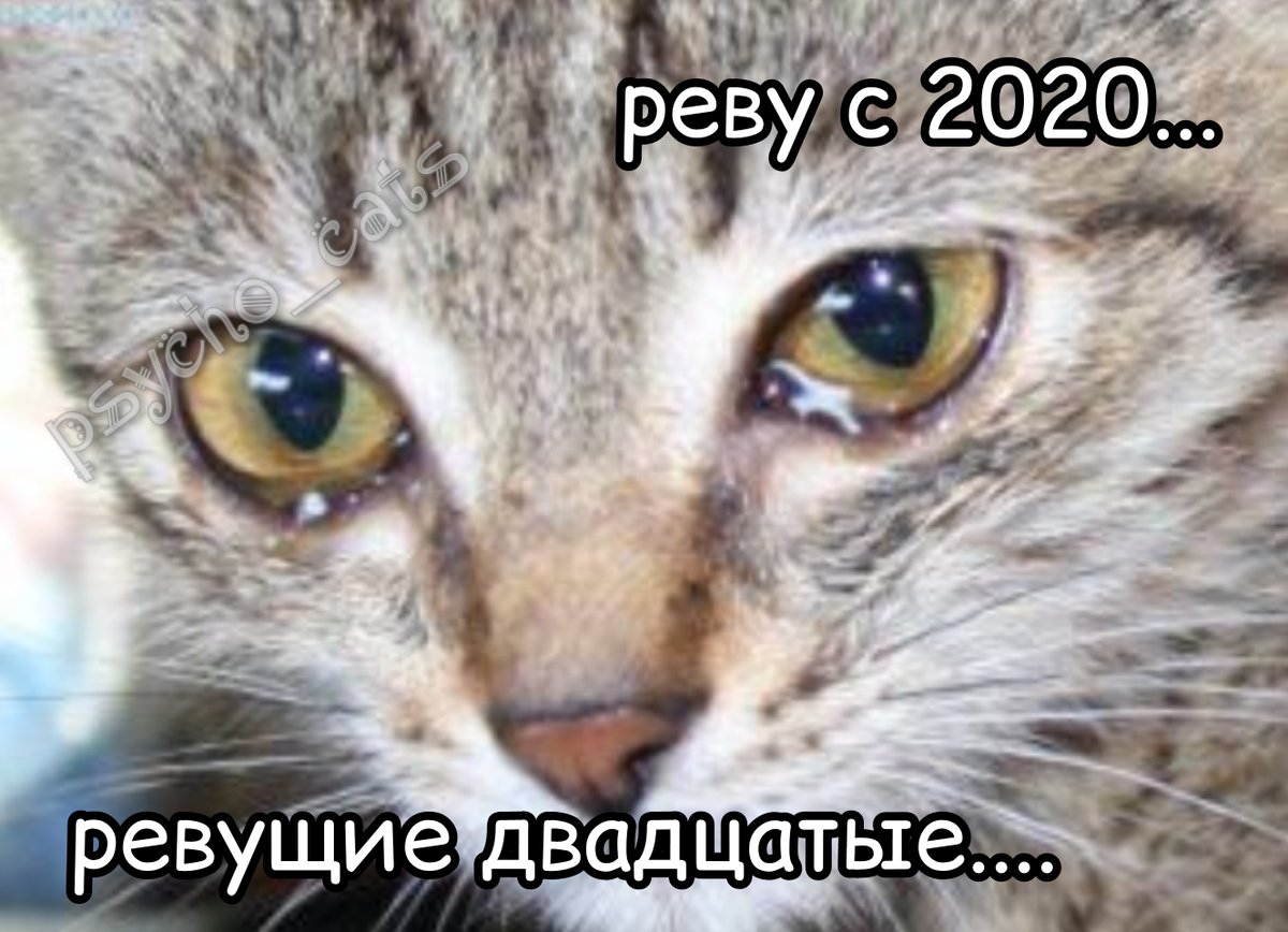 психокоты (@psycho__cats) on Twitter photo 