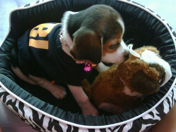 beagle_usa1's tweet photo. https://t.co/JtsaVRu1EX