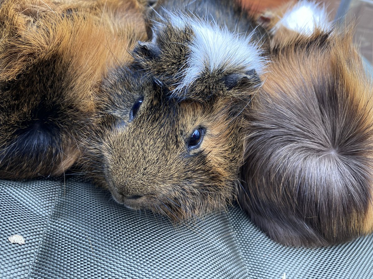 bchdiabetes's tweet photo. Down on the farm with @stpaulstrust and our youth group! Lots of animal care and cuddles. Staff enjoyed it too! #DownOnTheFarm #WarmAndFuzzy #rabbitsaresocute #peersupport #whosealarming #type1together https://t.co/BNv5hw1CaZ