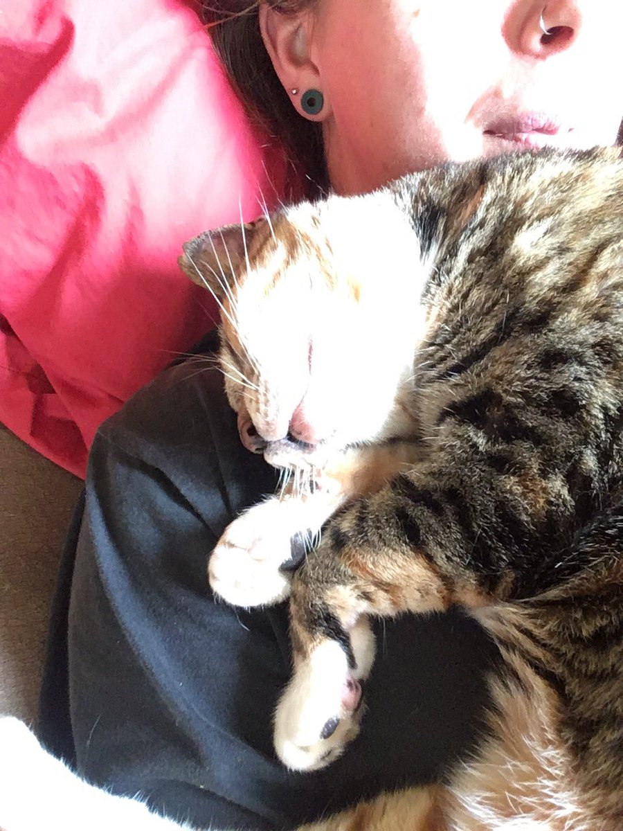 One of the vets from <a href="/CikanangaF/">Yayasan Cikananga Konservasi Terpadu</a> is on holiday, so I am looking after his cat. I am not sure she understands personal space, and I am fine with that ❤️ #Caturday