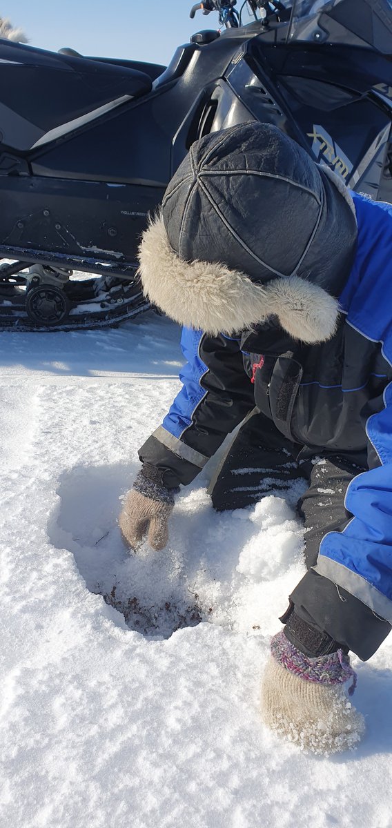 andrei__marin's tweet photo. @CharterArctic colleagues- what hardness index would you say this is? Looks like a 5 to me 😄. Always blown away by how much variability there is within small distance (similar topography)- here 70 cm depth difference 600 m inbetween sites. #Finnmark #snowpit https://t.co/kYNOKWQR4q