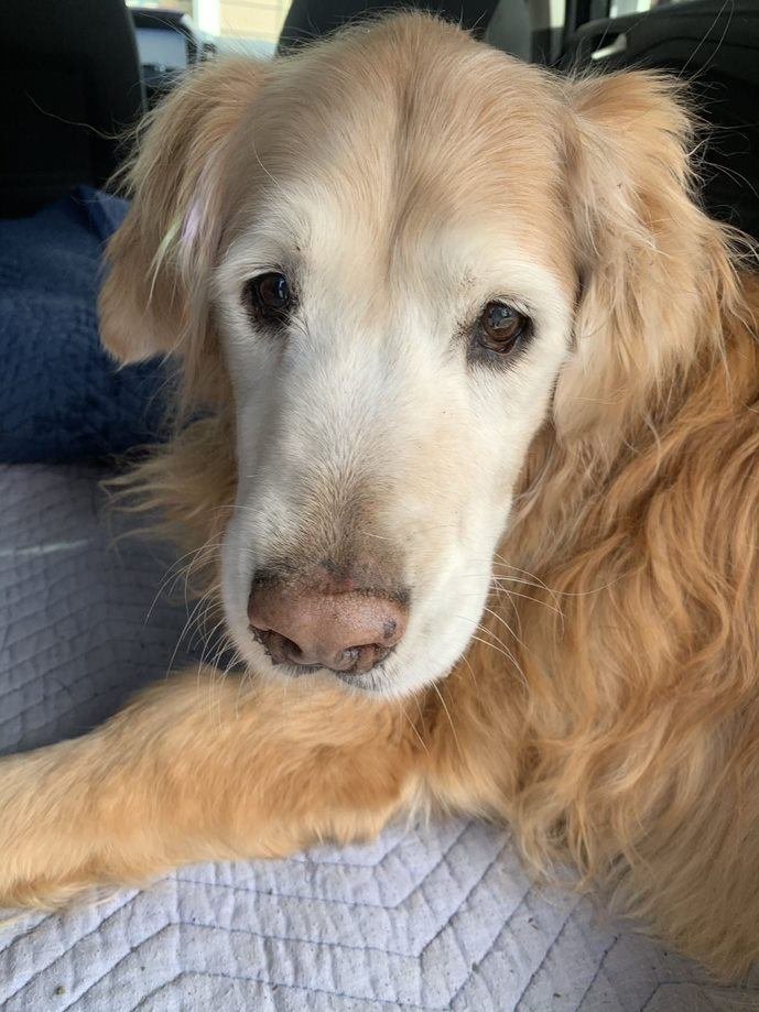 jshuey's tweet photo. For those that have been following along with the antics of Ellie the Wonder Pup.
I have some sad news to share. Ellie crossed the rainbow bridge yesterday. At 14 years and 8-1/2 months old she lived a very full life.
RIP Ellie #ETWP https://t.co/v4OMmNugPD