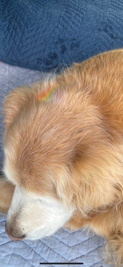 jshuey's tweet photo. For those that have been following along with the antics of Ellie the Wonder Pup.
I have some sad news to share. Ellie crossed the rainbow bridge yesterday. At 14 years and 8-1/2 months old she lived a very full life.
RIP Ellie #ETWP https://t.co/v4OMmNugPD