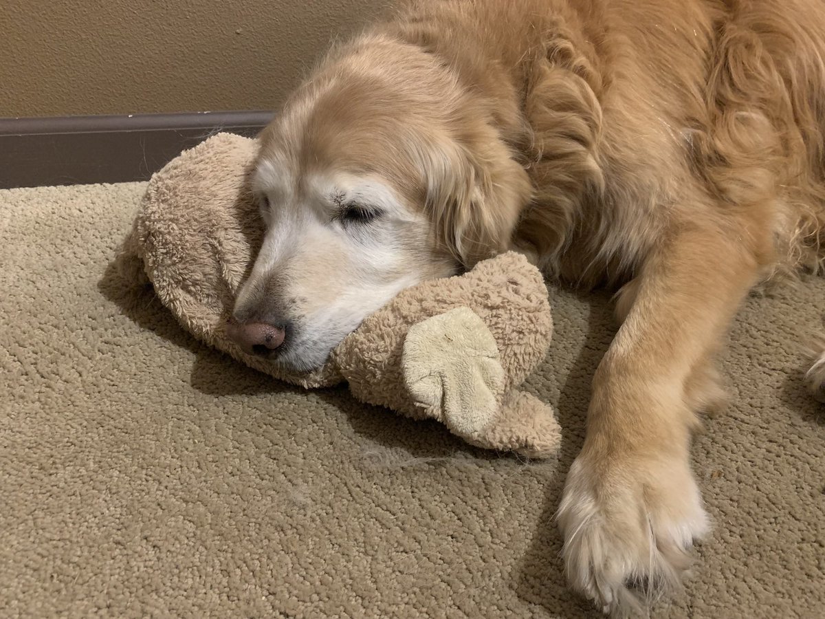 jshuey's tweet photo. For those that have been following along with the antics of Ellie the Wonder Pup.
I have some sad news to share. Ellie crossed the rainbow bridge yesterday. At 14 years and 8-1/2 months old she lived a very full life.
RIP Ellie #ETWP https://t.co/v4OMmNugPD