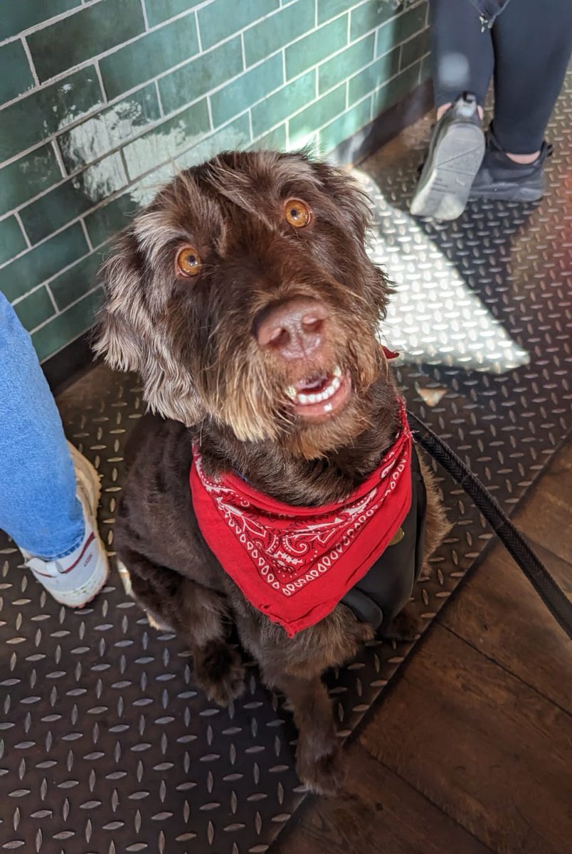 We've all fallen in love with beautiful Barney on this sunny Saturday afternoon 🐶