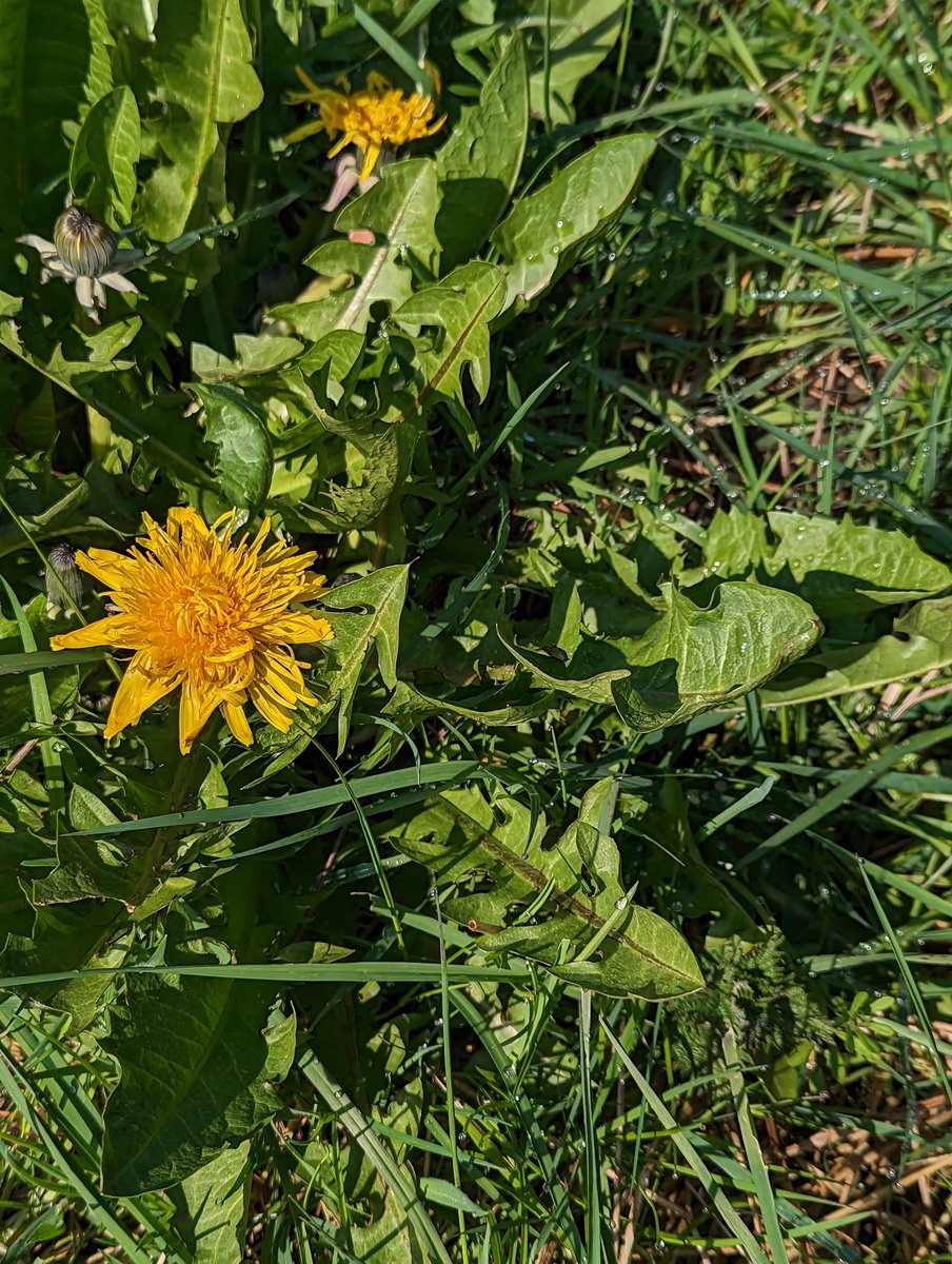 #WildFlowerID I saw this unusual dandelion today. Didn't actually follow the stem down to confirm, but saw several plants