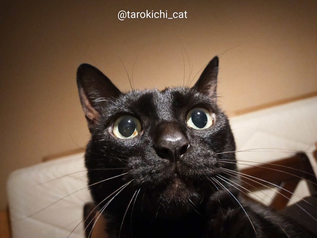 tarokichi_cat's tweet photo. 膝乗っかり中 https://t.co/WhQ6vjkrby