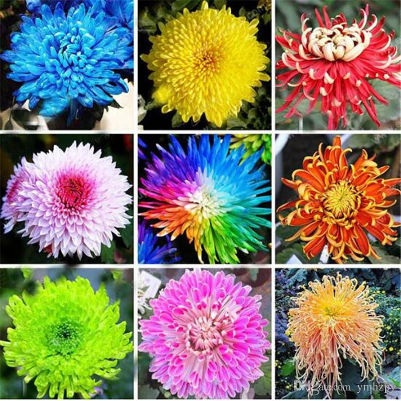 hallaboutafrica's tweet photo. Kaleidoscopic Kenyan Khrysanthemums. One of the most varied flowers in colour and shape.  Kenya is Africa's top exporter of chrysanthemums (Japan where they originate is world's #1) but South Africa may grow more, not for export so much as for home gardens, parks and bouquets. https://t.co/On8dWfGpPp