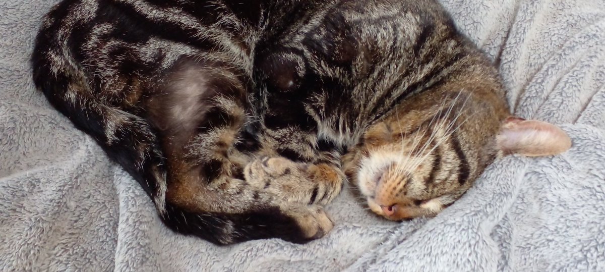 RoseMallow19's tweet photo. Our Henry Cat is Critically unwell.
We have NO Funds to help save n treat him. went to vets so £££ Went to Charities not in Catchment.
#Rspca
#Catsprotectionleauge 
#CatsofTwittter 
What can we do? https://t.co/Kr3zeXfJls