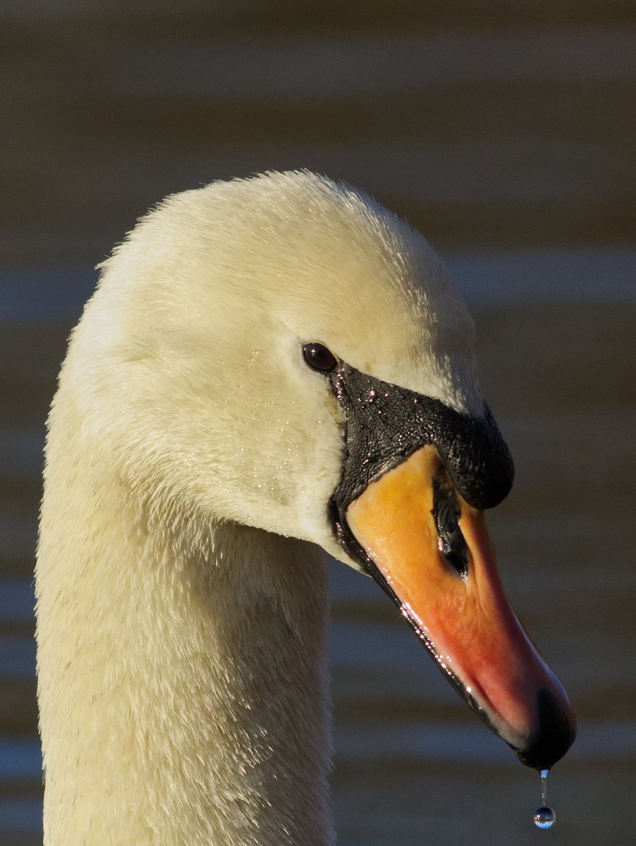 Mute Swan (Cygnus olor). Elegant and graceful. Taken at Dishley pool.
#birds #nature #wildlife 
#bbc_wildlife
#BBCWildlifePOTD
#zeissbirding
#madeinaffinity #affinityphoto #affinityuniverse #500px
@CanonUKandIE @100asa_official #100asaofficial