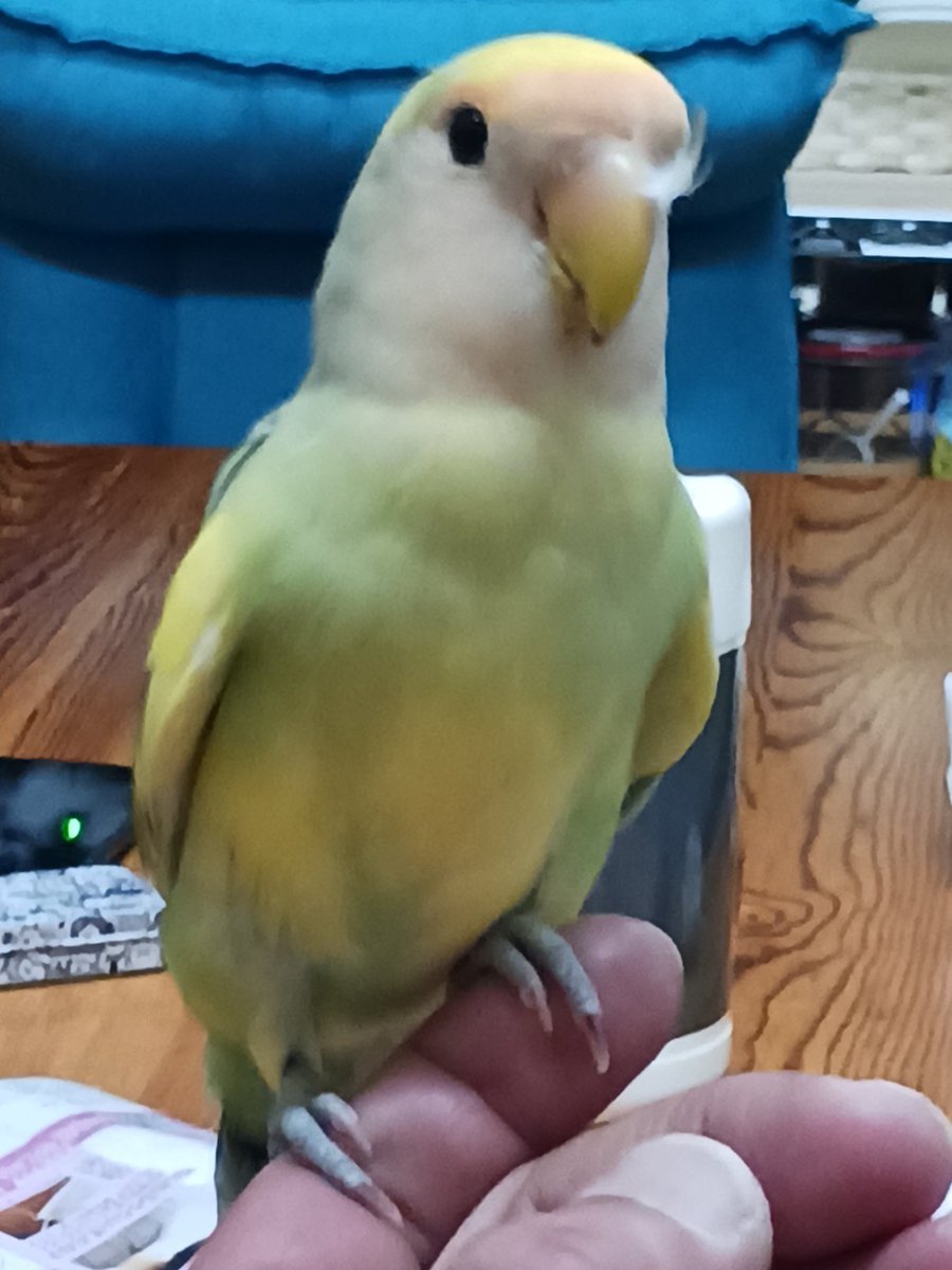 pikamaru0816's tweet photo. 皆様連日リツイート本当にありがとうございます！
心から感謝致します。
明日でさくちゃんが迷子になって１週間になってしまうのですが有力な情報がない状態です。
さくちゃんが見つかるまで頑張ると思っていますが毎日涙が止まらない‥
些細な事でもご連絡頂ければと思います。
宜しくお願いします。 https://t.co/KHyCycVR30