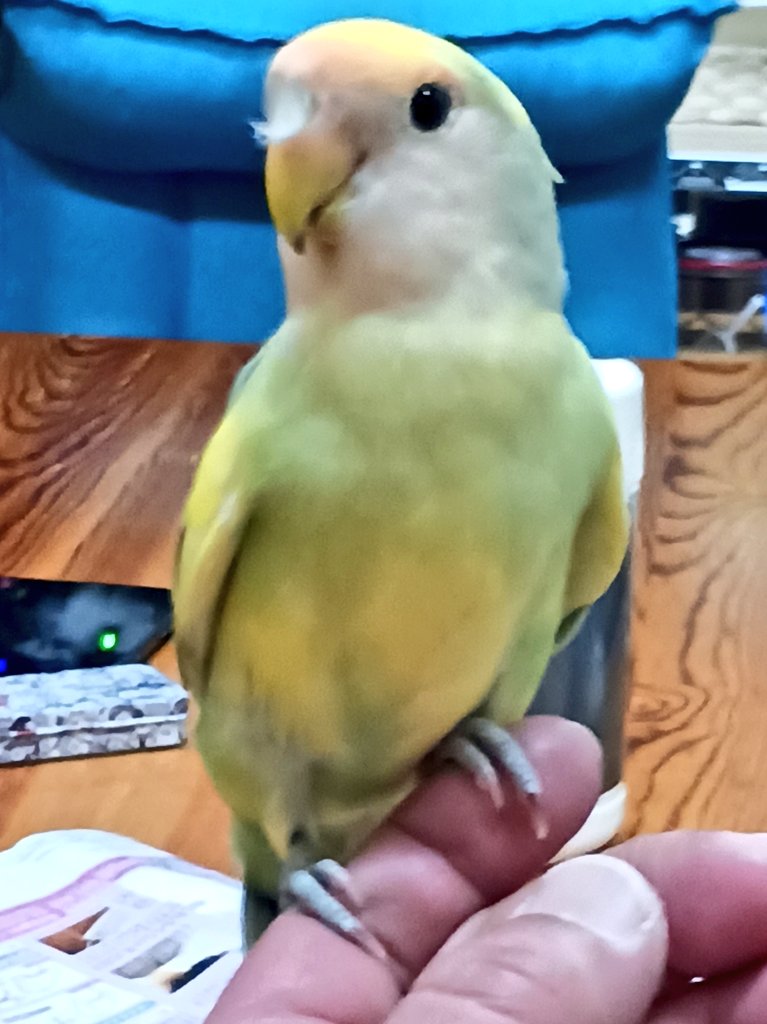 pikamaru0816's tweet photo. 皆様連日リツイート本当にありがとうございます！
心から感謝致します。
明日でさくちゃんが迷子になって１週間になってしまうのですが有力な情報がない状態です。
さくちゃんが見つかるまで頑張ると思っていますが毎日涙が止まらない‥
些細な事でもご連絡頂ければと思います。
宜しくお願いします。 https://t.co/KHyCycVR30