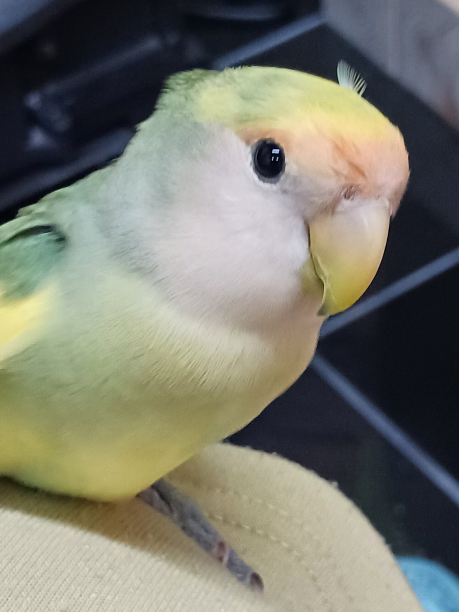 pikamaru0816's tweet photo. 皆様連日リツイート本当にありがとうございます！
心から感謝致します。
明日でさくちゃんが迷子になって１週間になってしまうのですが有力な情報がない状態です。
さくちゃんが見つかるまで頑張ると思っていますが毎日涙が止まらない‥
些細な事でもご連絡頂ければと思います。
宜しくお願いします。 https://t.co/KHyCycVR30