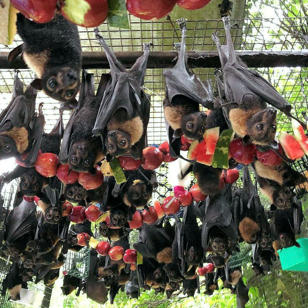 5WFoundation's tweet photo. At @TolgaBatHospital (IG) #SpectacledFlyingFox patients need protection and care.
This is the cage we use for the juveniles learning to fly before we release them.
We've almost finished this year's #conservation release of 180 saved #endangered Foxes back into the forests! https://t.co/Y0EuvVS9Ue