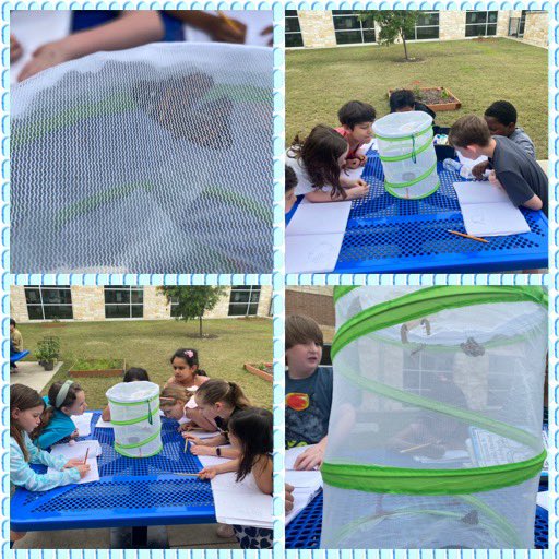 We have watched as our class caterpillars turned into a chrysalis and then into gorgeous butterflies over the past few weeks.  It was a perfect day to release them outside ☺️☀️🦋