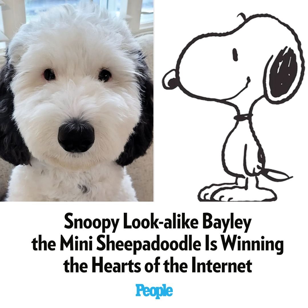 cmfroman's tweet image. So cute!!! #Snoopy #Sheepadoodle