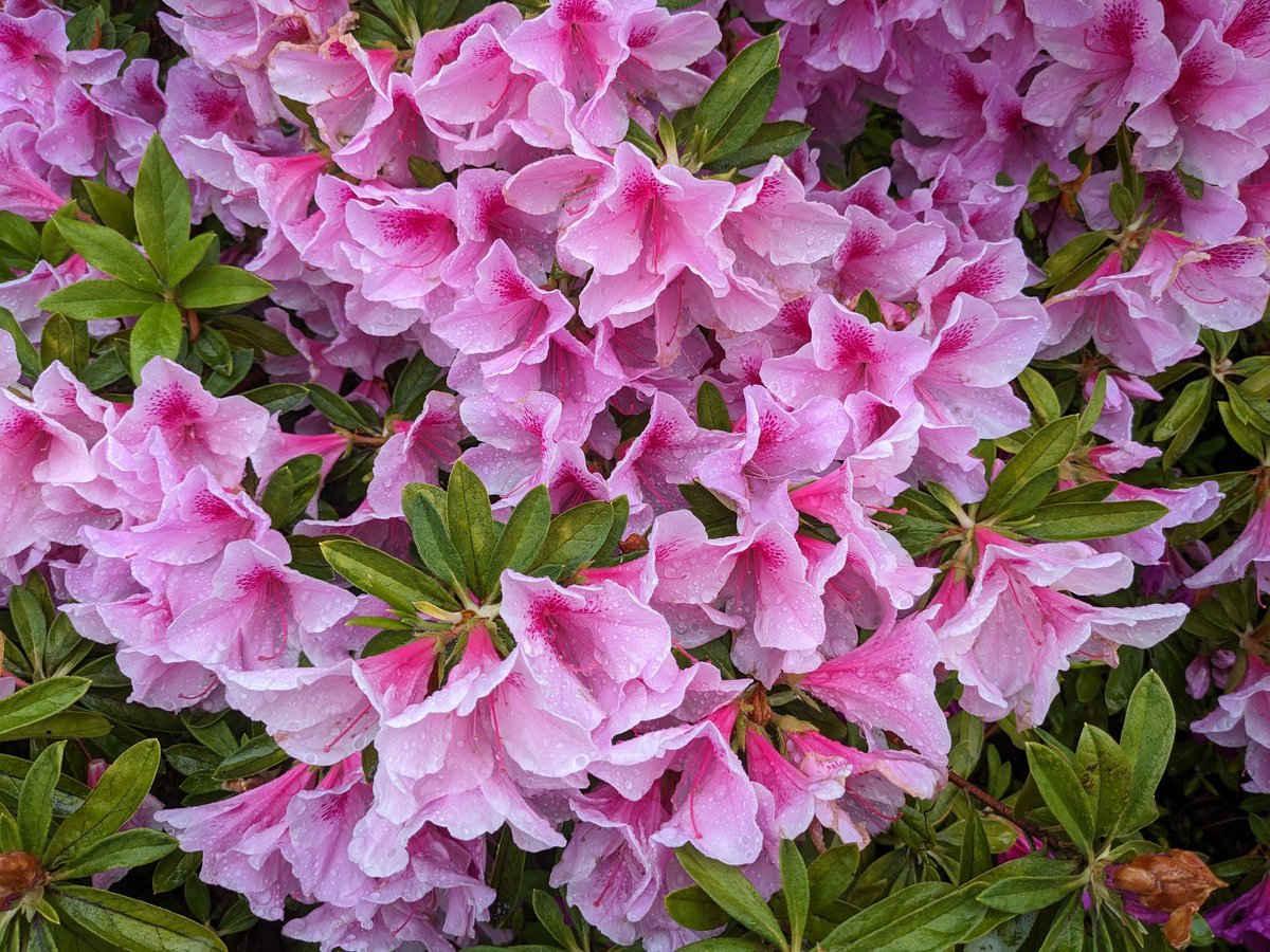 cure_flora's tweet photo. 咲き残る花のプリンセスは春が大好きです！お花の季節だもん！ https://t.co/Qwakc1dY0O