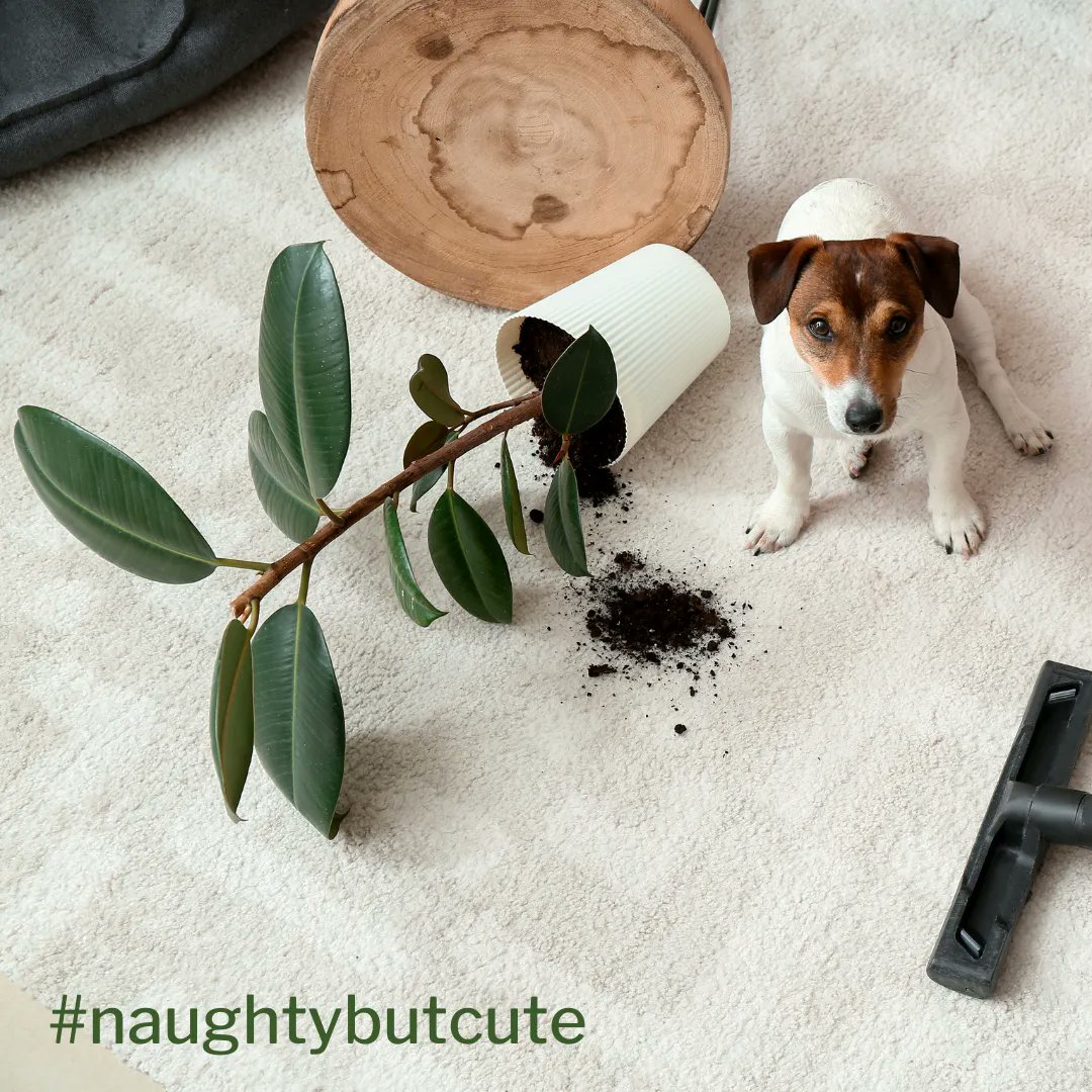 Alison Wood | Pet Hooligans tweet media